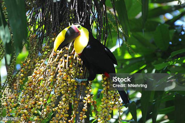 Photo libre de droit de Toucan De Swainson Ramphastos Swainsonii Manger Des Dates Dans Tree banque d'images et plus d'images libres de droit de Costa Rica