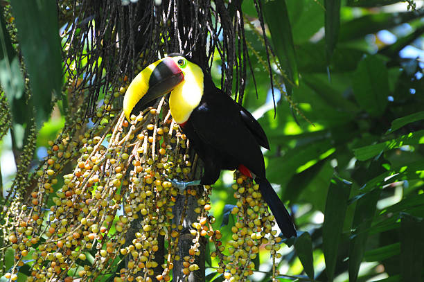 istock chestnut-mandibled toucan, Ramphastos swainsonii, eating dates in tree 116273421
