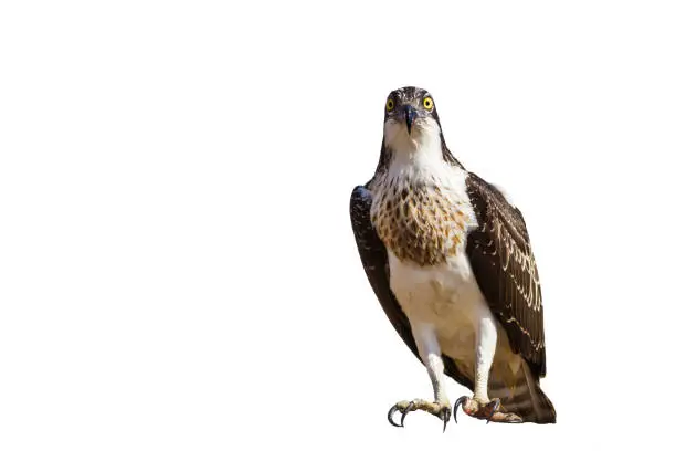 Bird of prey. Isolated flying eagle. White background. Bird: Western Osprey. Pandion haliaetus.