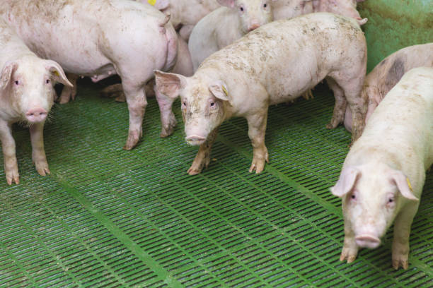 istock Pink pigs on the farm 1162734916