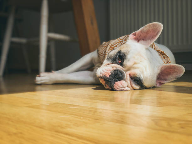 istock French Bulldog resting on the floor on a hot summer day. Surface level view. 1162735933