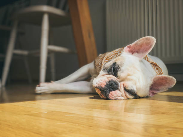 istock French Bulldog sleeping on the floor on a hot summer day. Surface level view. 1162735951