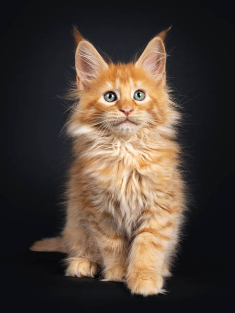 istock Red Maine Coon kitten on black 1162738147