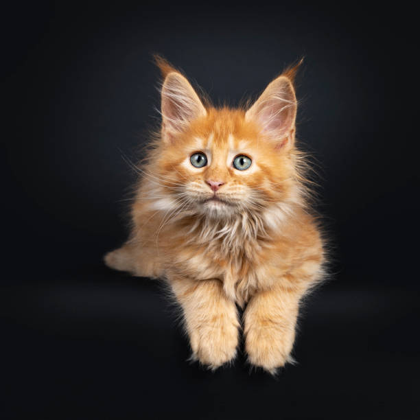 Red Maine Coon kitten on black
