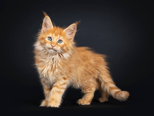 istock Red Maine Coon kitten on black 1162738186