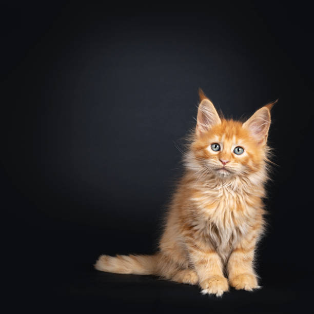 Red Maine Coon kitten on black