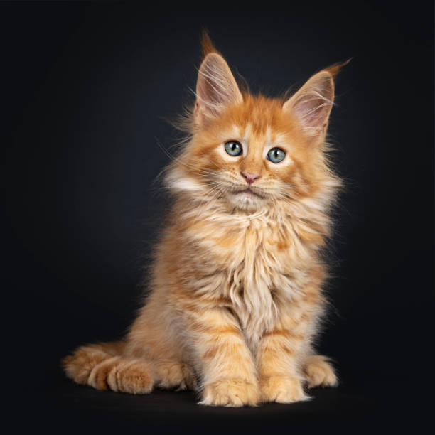 istock Red Maine Coon kitten on black 1162738355