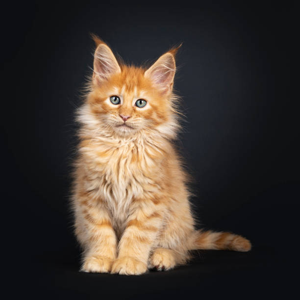 istock Red Maine Coon kitten on black 1162738370