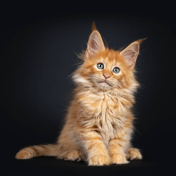 istock Red Maine Coon kitten on black 1162741172