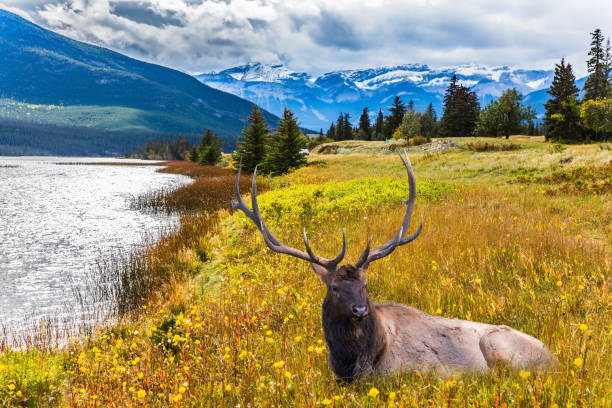 istock The noble deer with branched horns 1162743641