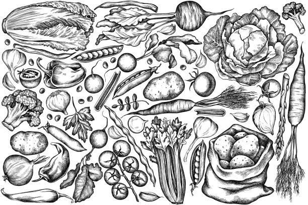 wektorowy zestaw ręcznie rysowanej czarnej i białej cebuli, czosnku, pieprzu, brokułów, rzodkiewki, zielonej fasoli, ziemniaków, pomidorów cherry, grochu, selera, buraku, zieleni, kapusty chińskiej, kapusty, marchwi - parsley vegetable leaf vegetable food stock illustrations