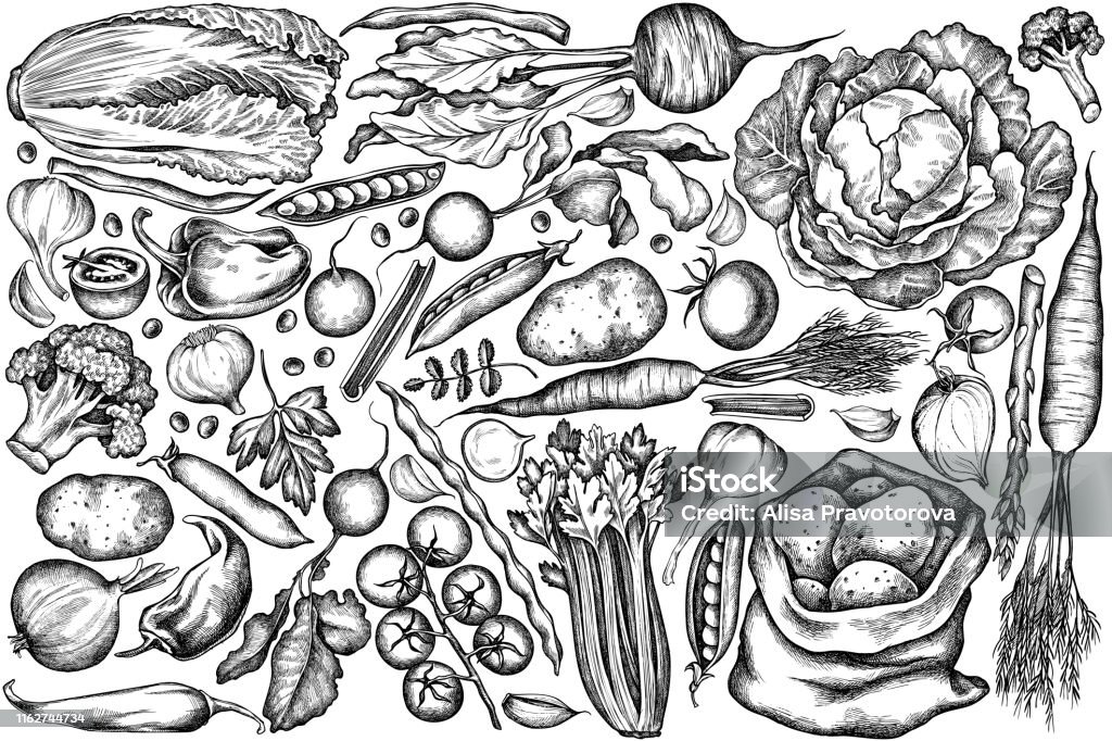 Vector set of hand drawn black and white onion, garlic, pepper, broccoli, radish, green beans, potatoes, cherry tomatoes, peas, celery, beet, greenery, chinese cabbage, cabbage, carrot Vector set of hand drawn black and white onion, garlic, pepper, broccoli, radish, green beans, potatoes, cherry tomatoes, peas, celery, beet, greenery, chinese cabbage, cabbage, carrot stock illustration Vegetable stock vector