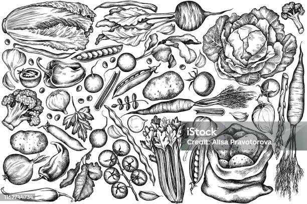 Vector Set Of Hand Drawn Black And White Onion Garlic Pepper Broccoli Radish Green Beans Potatoes Cherry Tomatoes Peas Celery Beet Greenery Chinese Cabbage Cabbage Carrot Stock Illustration - Download Image Now