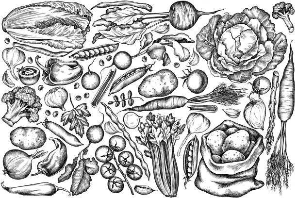 Vector illustration of Vector set of hand drawn black and white onion, garlic, pepper, broccoli, radish, green beans, potatoes, cherry tomatoes, peas, celery, beet, greenery, chinese cabbage, cabbage, carrot