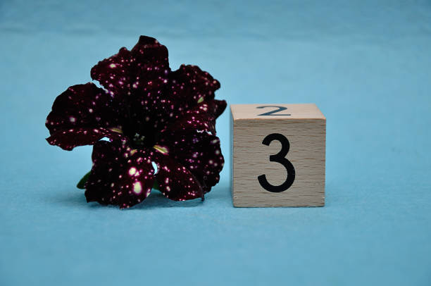 istock Number three with a purple petunia on a blue background 1162745653