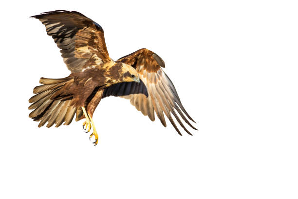 Flying bird of prey. Isolated hawk. White background. Bird: Western Marsh Harrier. Circus aeruginosus.