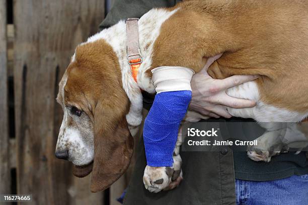 Feridos Cão E Dono - Fotografias de stock e mais imagens de Cão - Cão, Magoado, Animal