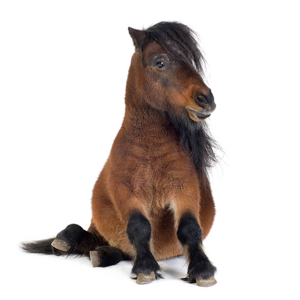 Tiny brown Shetland pony on a white backdrop Shetland pony in front of a white background. pony stock pictures, royalty-free photos & images