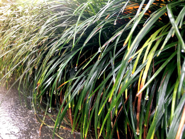 istock Green grass with raindrops and sunlight after rain in the meadow 1162748652