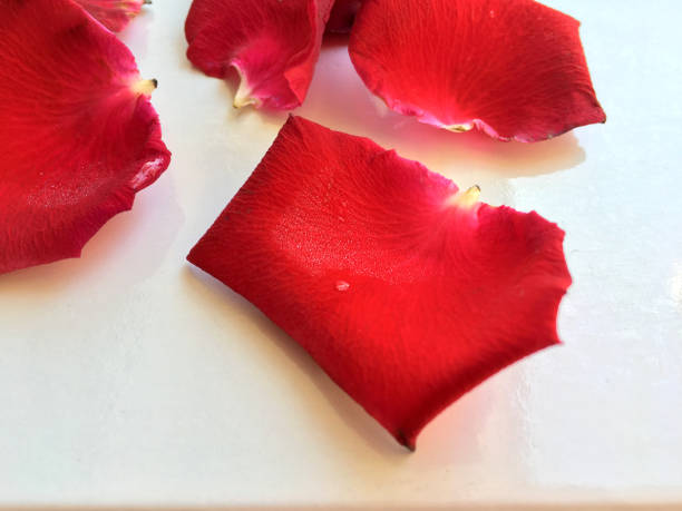 istock Red rose petal with rain drop falling from blossom and sprinkle on the floor isolated on white background 1162748674