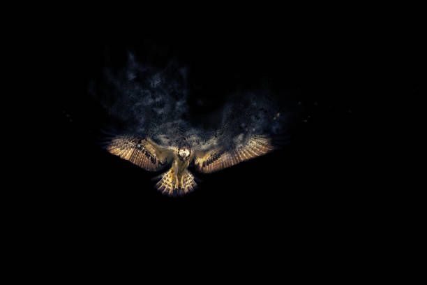 istock Bird of prey 1162748725