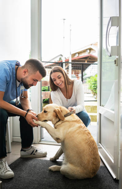 A dog putting his paw on a person's hand