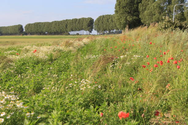 네덜란드에서 야생 꽃과 필드 여백 배경에 나무와 푸른 하늘의 행 - grass shoulder rural scene road wildflower 뉴스 사진 이미지
