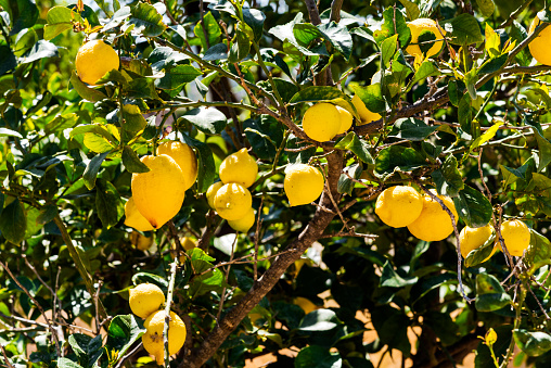 Ripe and fresh lemon on branch in nature at Mytilene, Greece