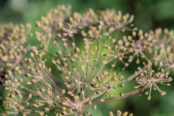 istock Dill (Anethum graveolens) seeds in garden macro 1162754356