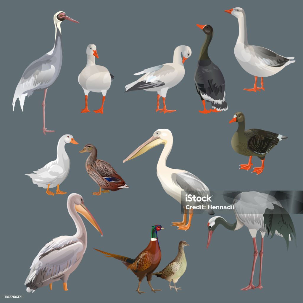 Set Of Different Birds Stock Illustration - Download Image Now ...
