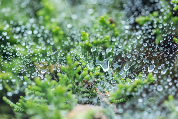 istock selective focus of water drops on surface near green plants 1162756468