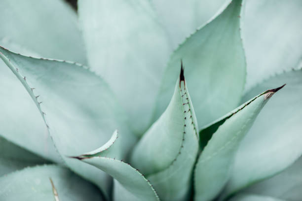 istock close up view of light green sharp green cactus 1162756542
