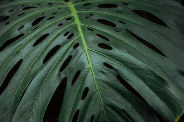 istock green textured colorful palm leaf on black background 1162756593