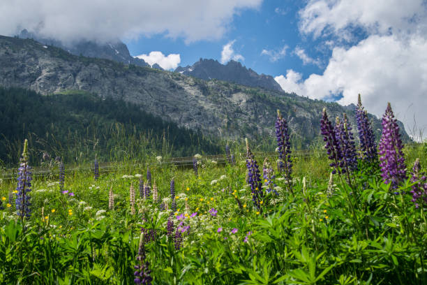 istock french alpine landscape 1162756634
