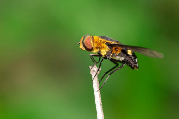 istock Image of hoverfly(Syrphidae) on branch on a natural background. Insect. Animal. 1162756693