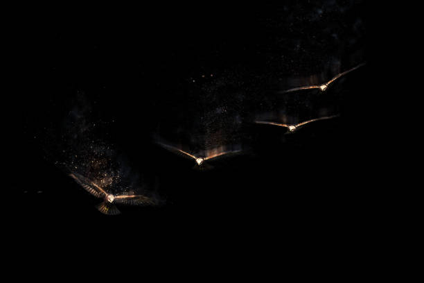 Flying bird. Bird of prey. Dispersion, splatter effect. Black background.
