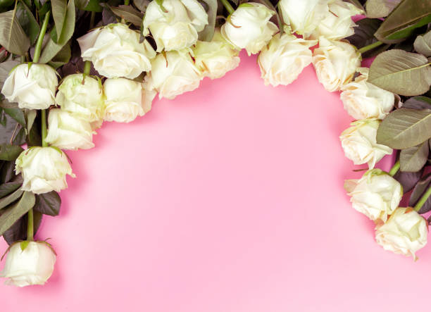 istock beautiful white roses on a pink background. place for text. top view background 1162758017