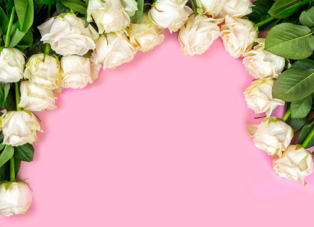 istock beautiful white roses on a pink background. place for text. top view background 1162758342