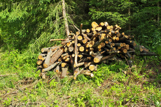 istock Pile of cut logs in forest 1162759419