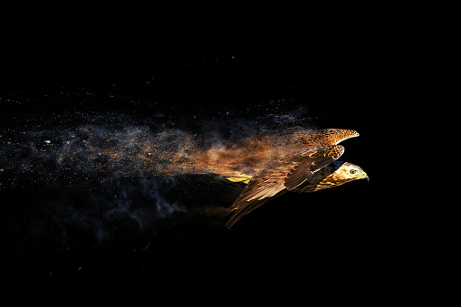 Flying bird. Bird of prey. Dispersion, splatter effect. Black background.