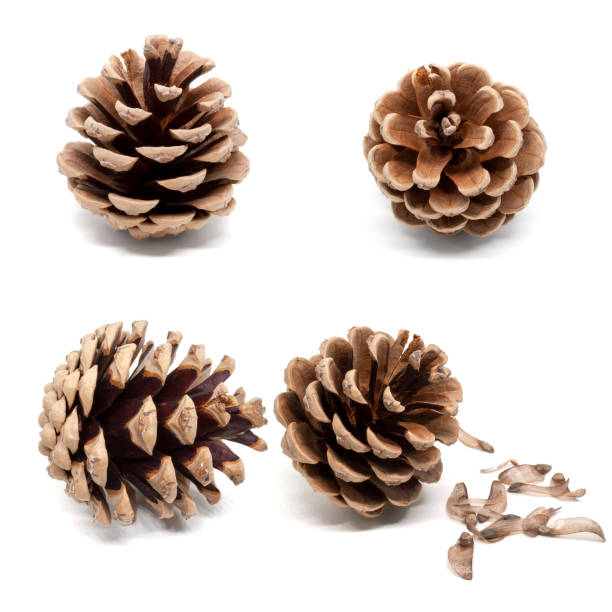 istock Set of four dry brown pine cones with shadow isolated on white background 1162760475