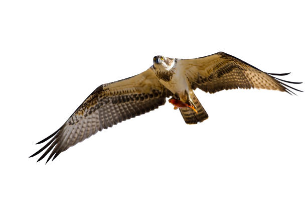 Bird of prey. Isolated flying eagle. White background. Bird: Western Osprey. Pandion haliaetus.