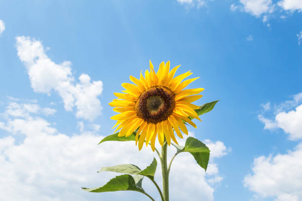 istock One sunflower with a blue sky in the background. 1162761471