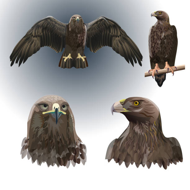 ilustraciones, imágenes clip art, dibujos animados e iconos de stock de conjunto de águilas vectoriales. - eagles