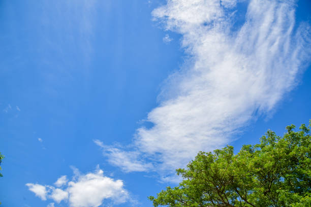 istock Green leaves against the sky 1162761847