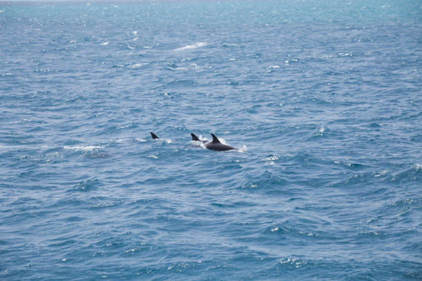 istock Blue sea water with wild dolphins 1162762329