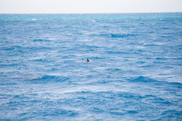 istock Blue sea water with wild dolphins 1162763198