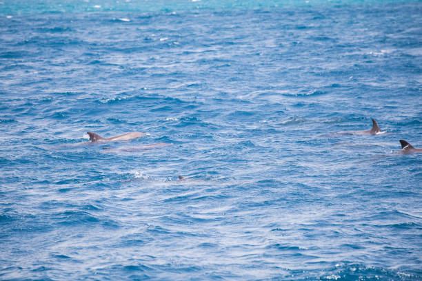 istock Blue sea water with wild dolphins 1162763490