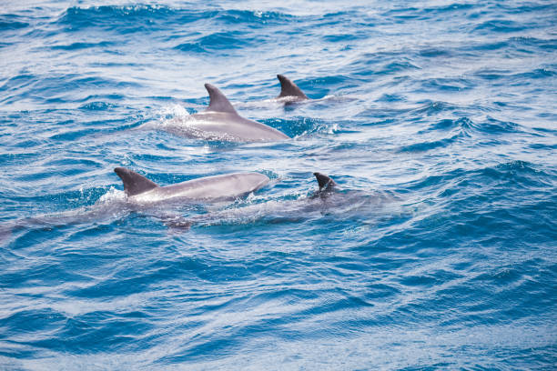 istock Blue sea water with wild dolphins 1162764073