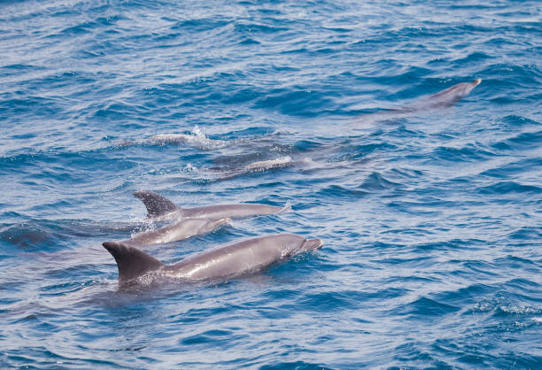 istock Blue sea water with wild dolphins 1162764163